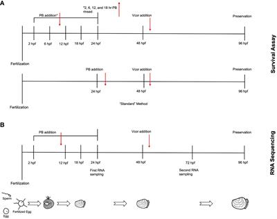 Immunomodulatory effects of a probiotic combination treatment to improve the survival of Pacific oyster (Crassostrea gigas) larvae against infection by Vibrio coralliilyticus